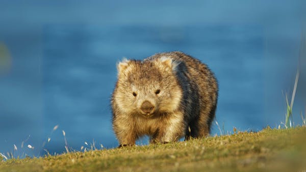 Discover the remarkable world of wombats: Australia's extraordinary ecosystem engineers