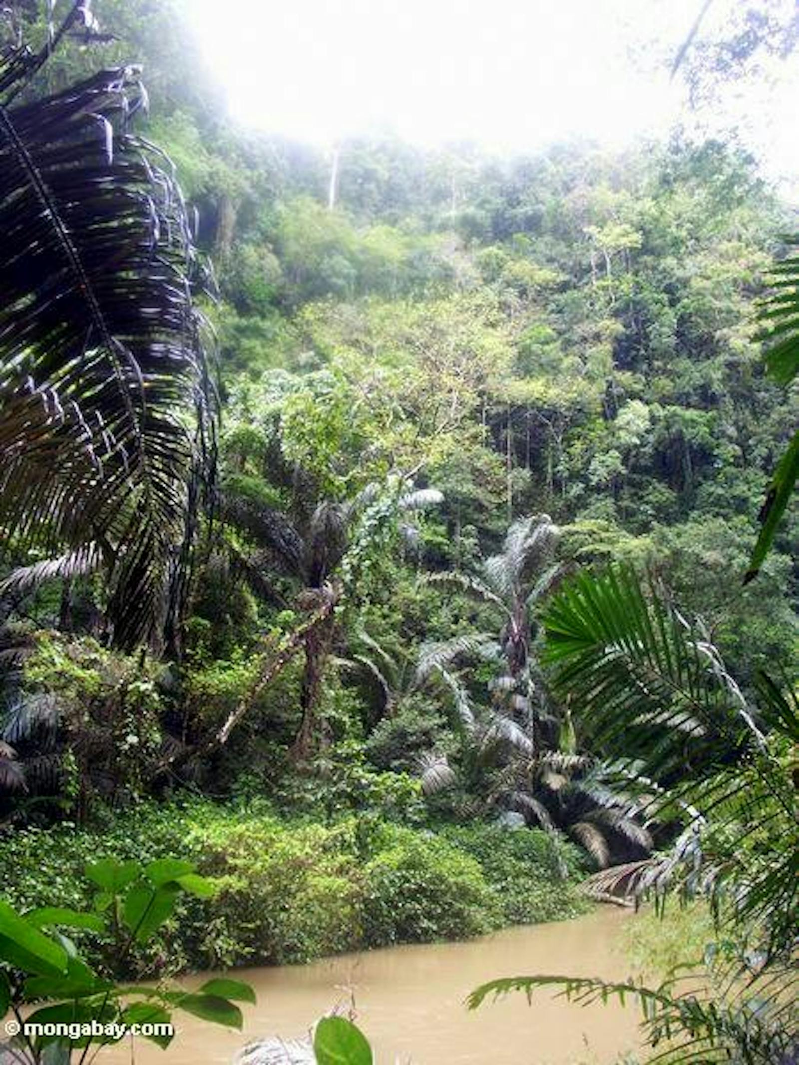Sulawesi Montane Rainforests