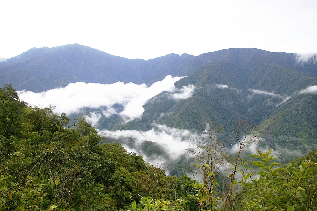 Andean Mountain Forests & Valleys (NT11)