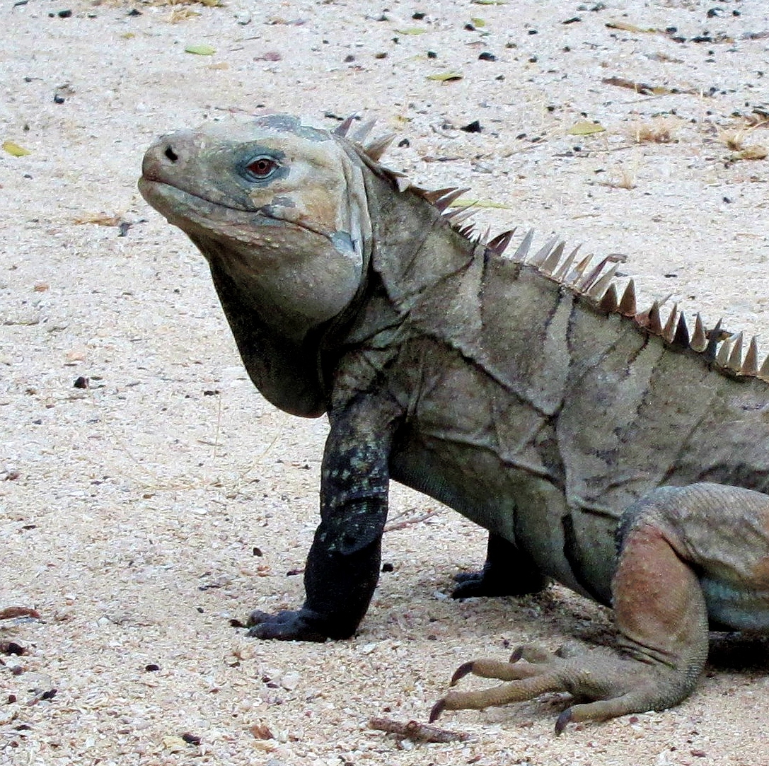 Ricord’s rock iguana (Cyclura ricordii). Image credit: Yolanda M. Leon, Creative Commons
