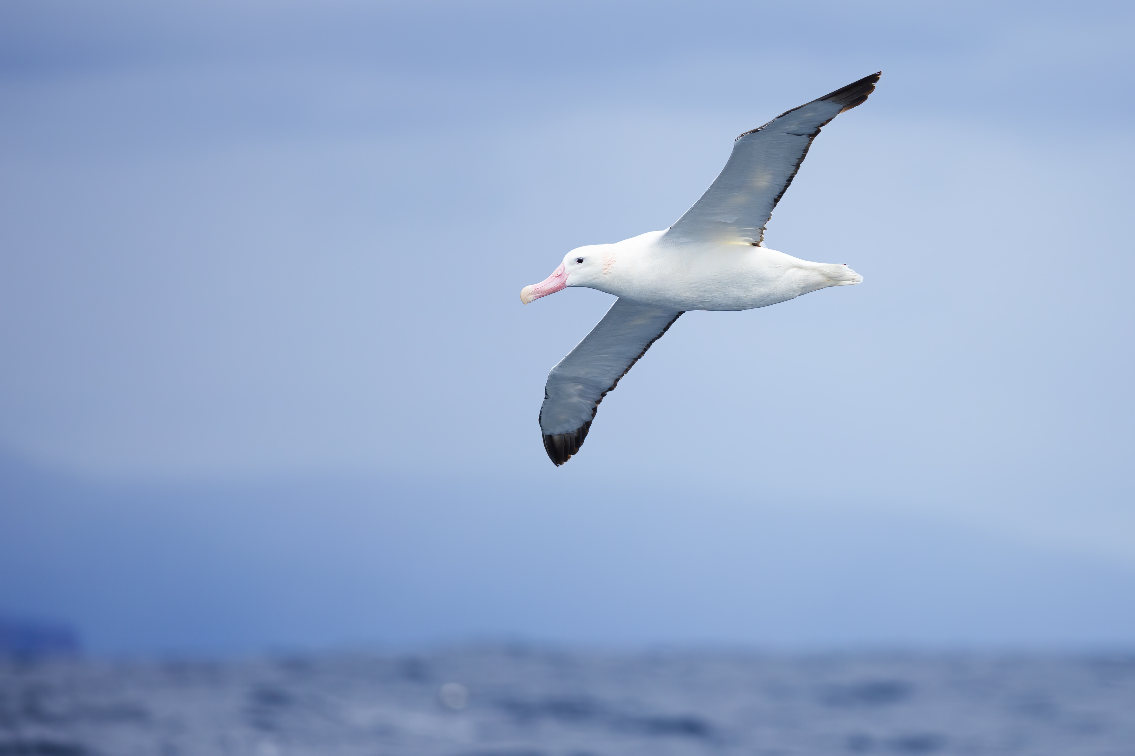 A majestic snowy albatross in flight over the Southern Ocean, showcasing its impressive wingspan and elegant white plumage. Image Credit: JJ Harrison, WikiCommons.