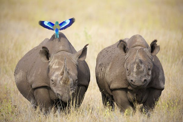 African black rhino populations are on the rise due to conservation efforts