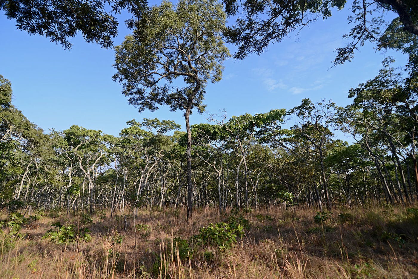 Greater African Subequatorial Savannas & Mixed Woodlands (AT11)