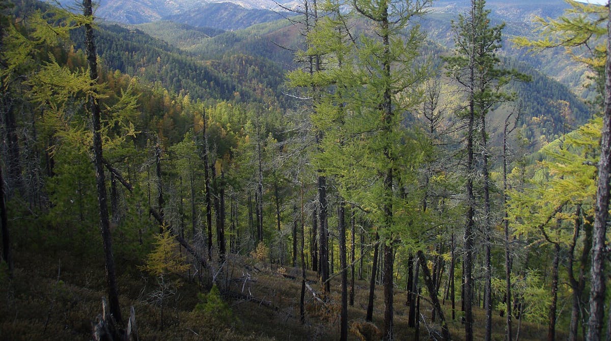 Taiga/Boreal Forest