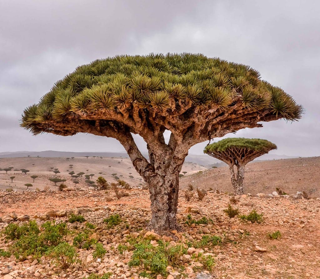 Socotra Island Xeric Shrublands One Earth