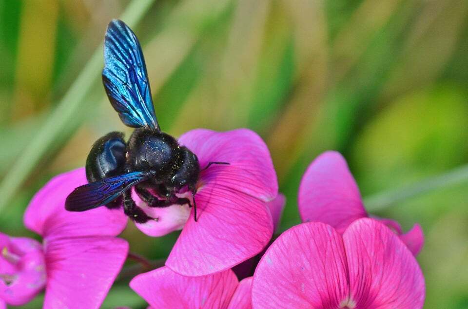 giant blue bee