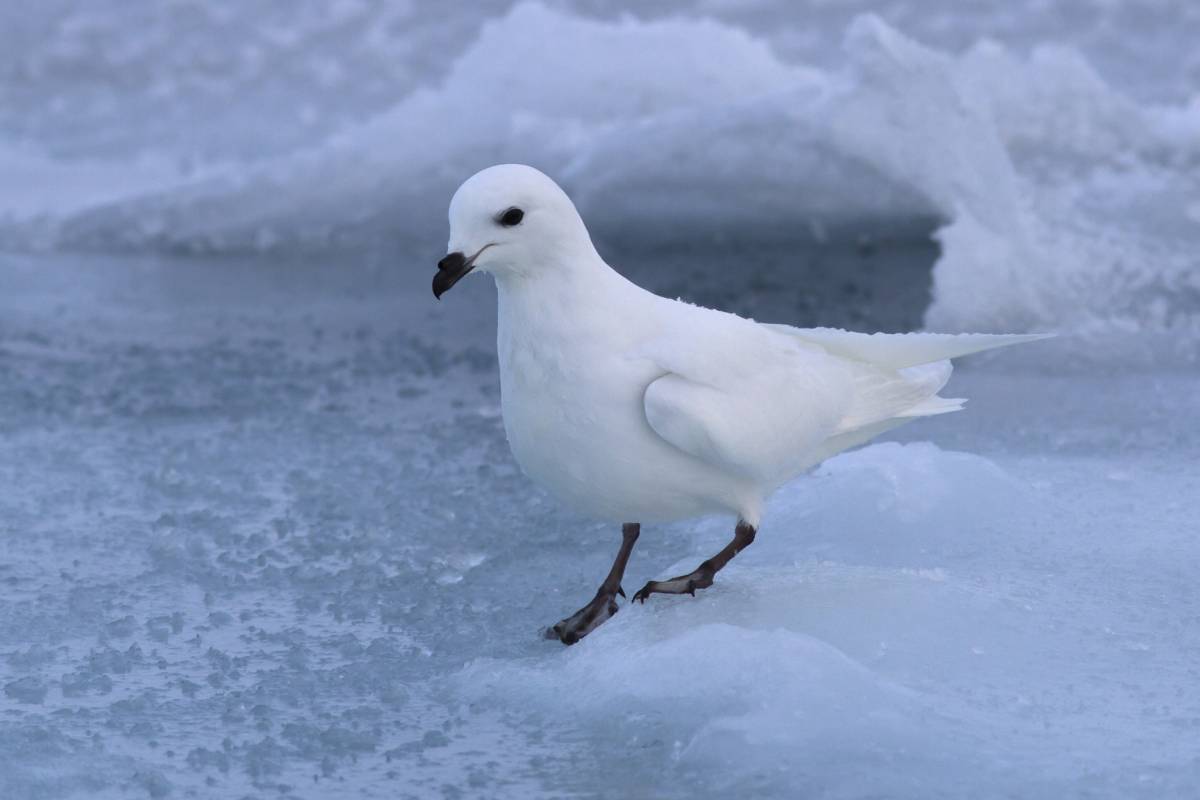 Snow petrel who sits on the ice Antarctic winter