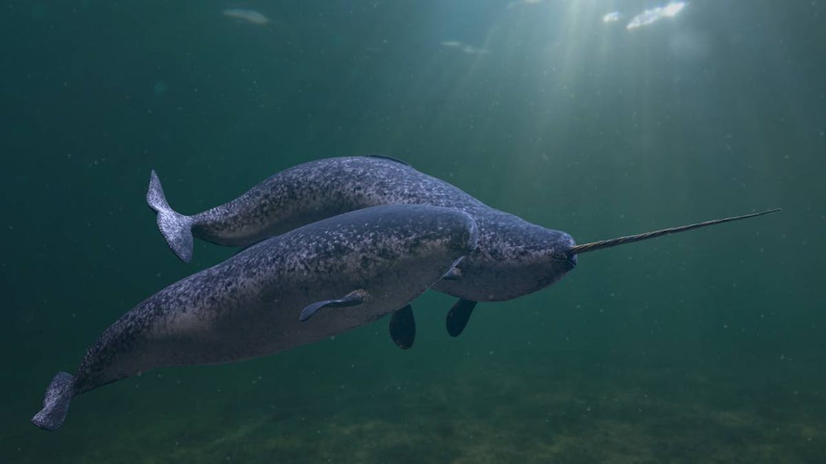 Meet the narwhal, the long-toothed whale that inspired worldwide legends