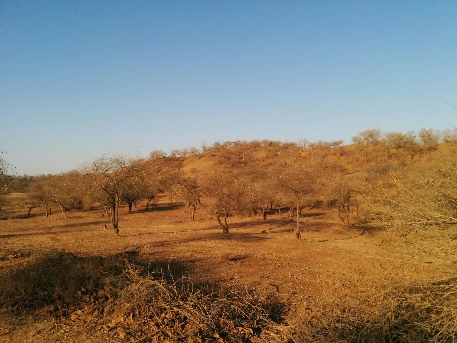 Khathiar-Gir Dry Deciduous Forests