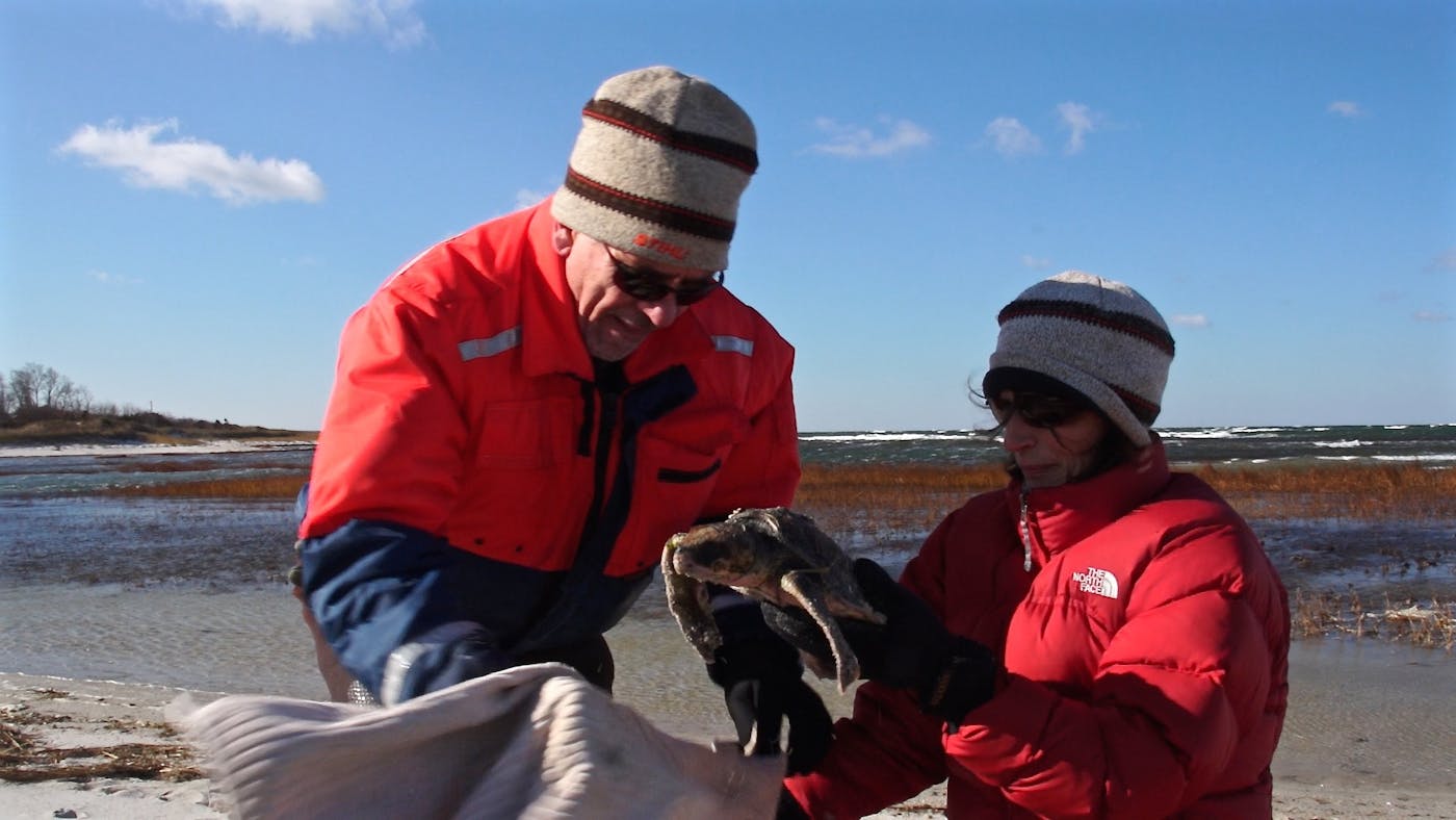Enhancing Care and Rehabilitation for Endangered Sea Turtles in Cape Cod