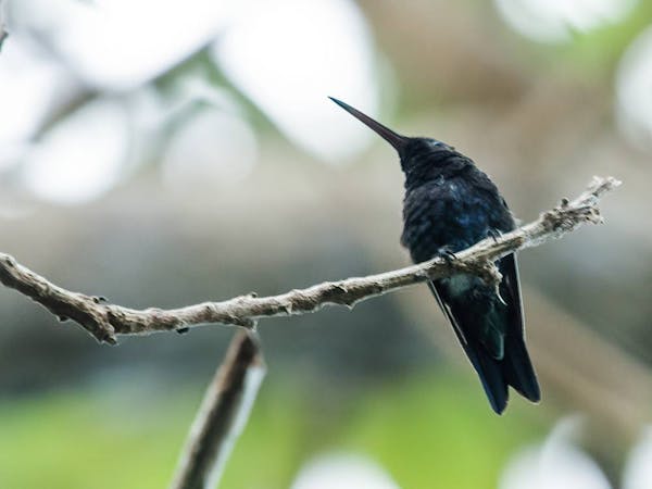 Sapphire-bellied hummingbird: dazzling pollinator of the mangrove forest