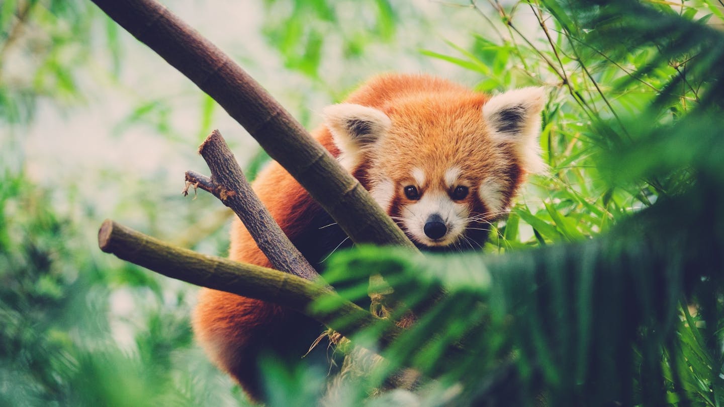 Red pandas: Adorable gardeners of the bamboo forest