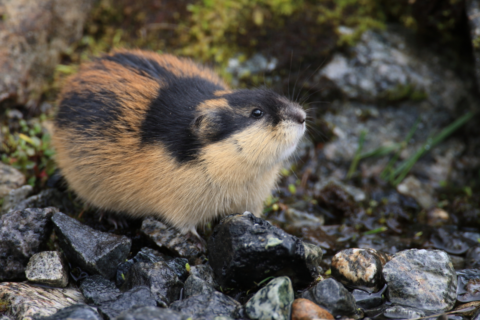 The brilliant coat of the Norway lemming in Jotunheimen, Norway. Image Credit: © Frank Fichtmueller, Dreamstime. The brilliant coat of the Norway lemming in Jotunheimen, Norway. Image Credit: © Frank Fichtmueller, Dreamstime.