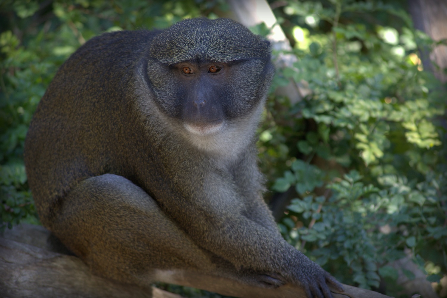 Allen's swamp monkey (Allenopithecus nigroviridis) resting on a branch. Image credit: © Kilmermedia | Dreamstime