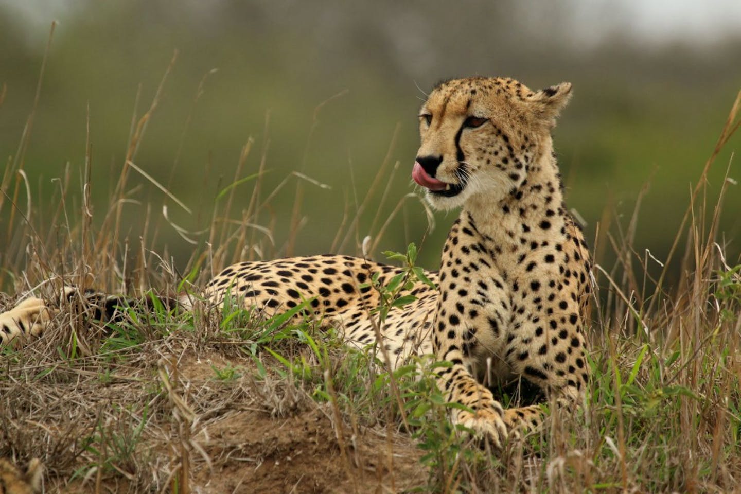 The cheetah's legacy: speed, survival, and adaptation