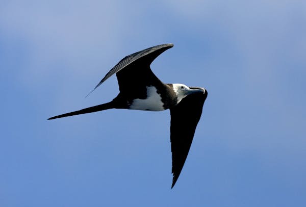Ascension frigatebird: The majestic seabird of Boatswain Bird Island