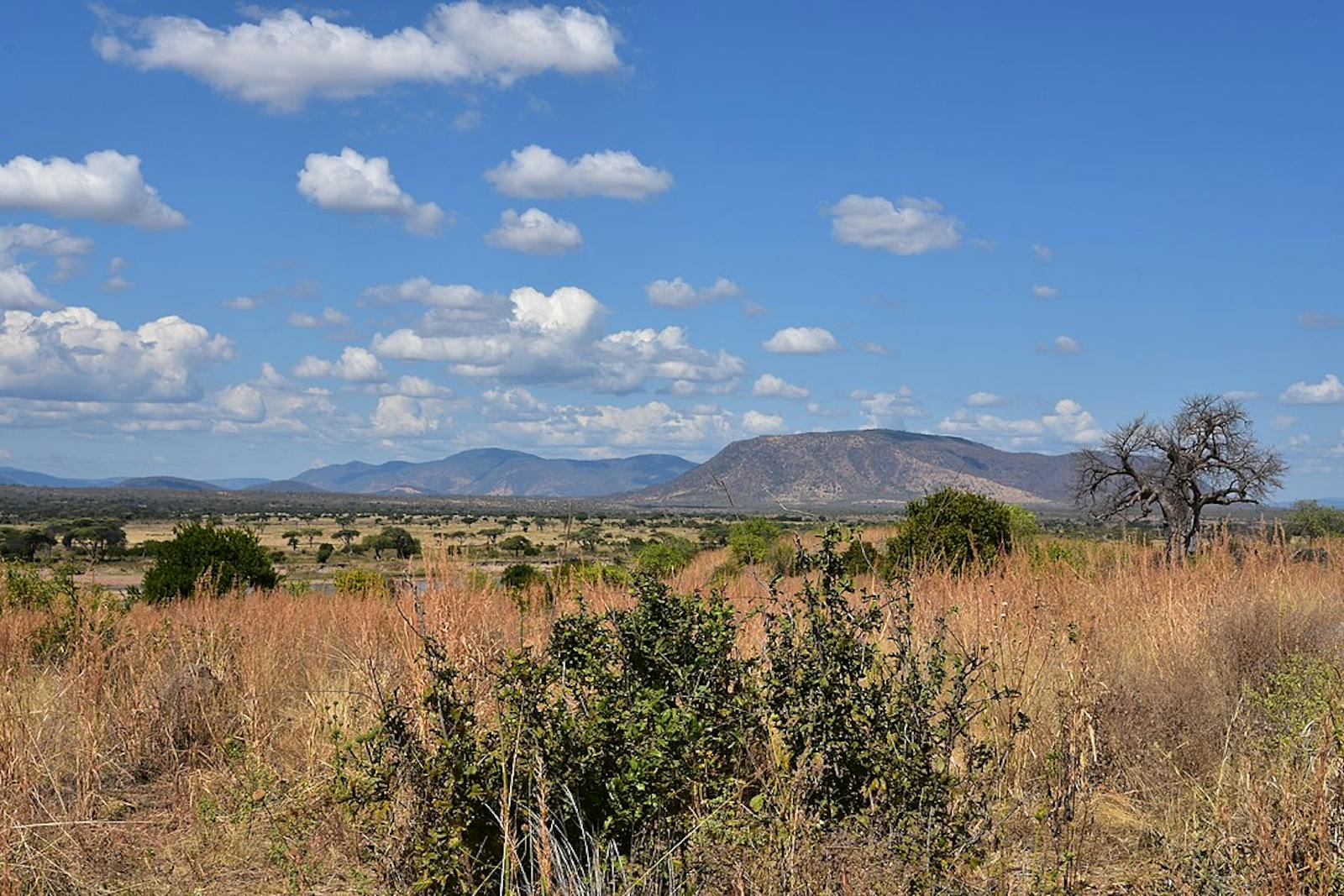 Southern Acacia-Commiphora Bushlands and Thickets