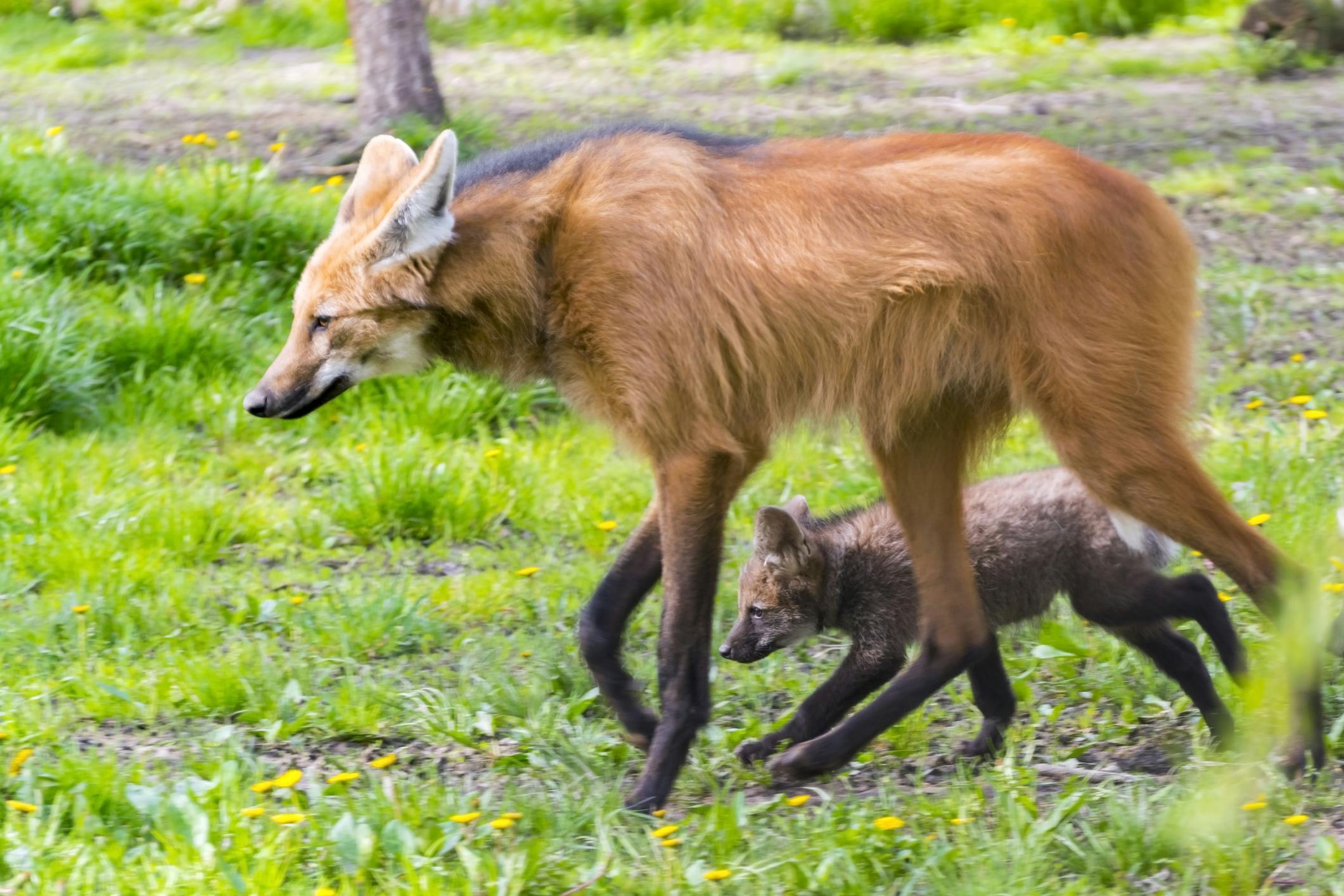 Maned wolf pup with mother. Image Credit: © Belizar, Dreamstime.