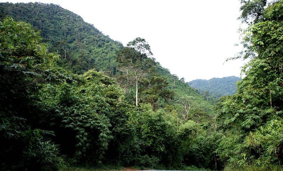 Discover the Most Historic Forests of Thailand: Echoes of the Past in Emerald Canopies