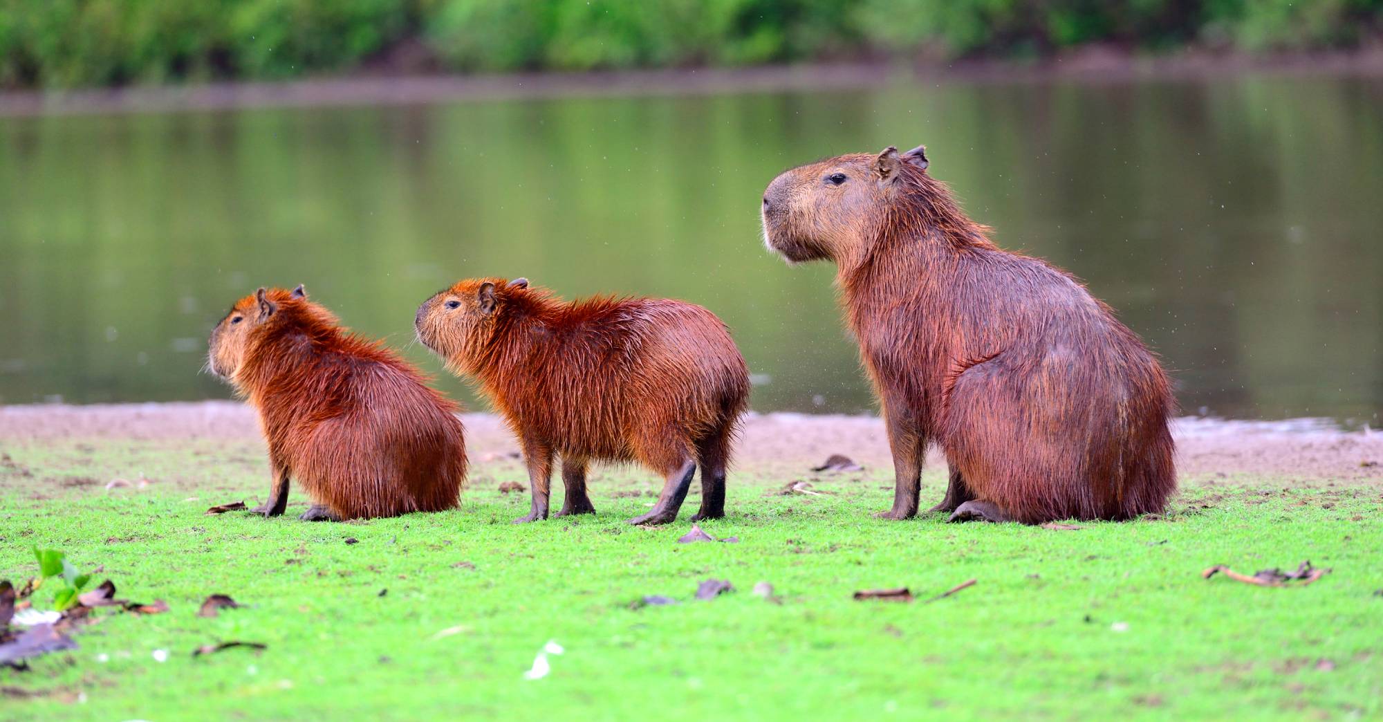 The capybara is the largest rodent in the world, in Pantanal, Mato Grosso, Brazil. Image credit: © Ckchiu | Dreamstime