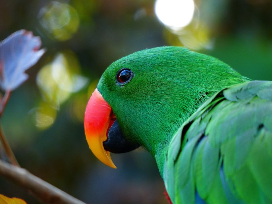 Eclectus parrot. Image credit: Pixabay, Hans (CC by 4.0)