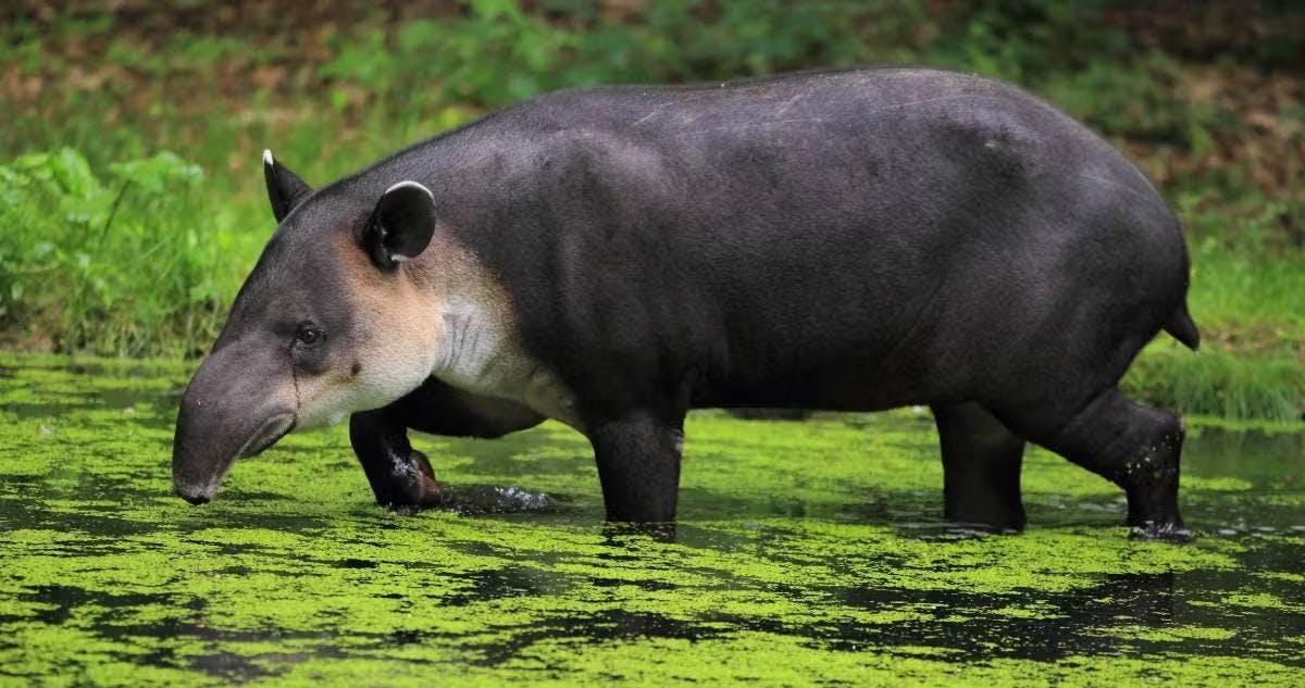 Why the Baird's tapir is known as a 'living fossil'