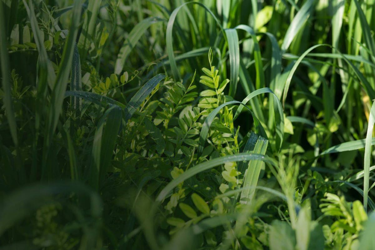 Carbon Farming