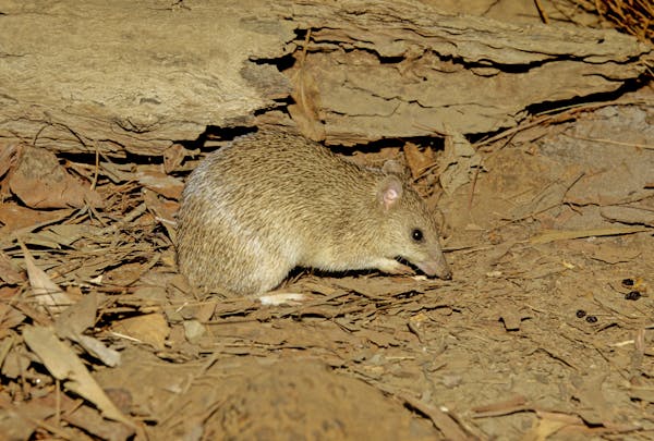 Golden bandicoot: The small Australian marsupial fighting for survival