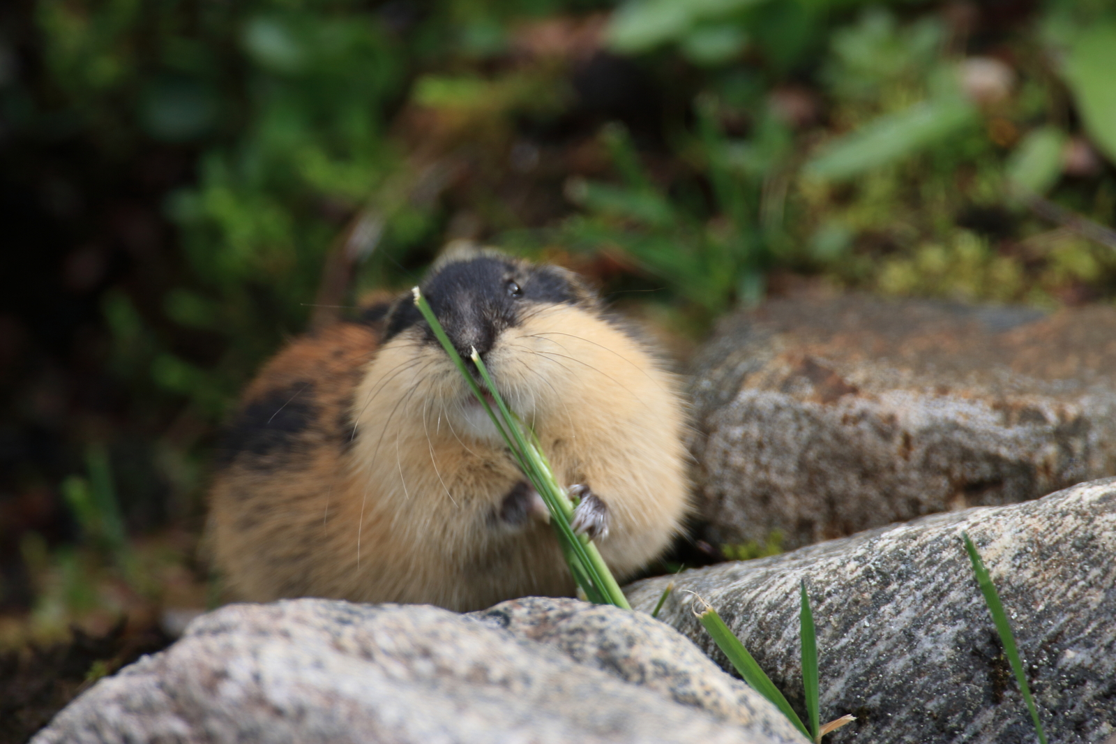 A Norway lemming foraging for food in the summer tundra. Image Credit: © Frank Fichtmueller, Dreamstime. A Norway lemming foraging for food in the summer tundra. Image Credit: © Frank Fichtmueller, Dreamstime.