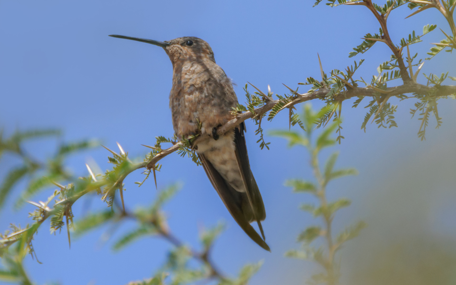 Giant hummingbird (Patagona gigas). Image credit: Mario Giorgetta