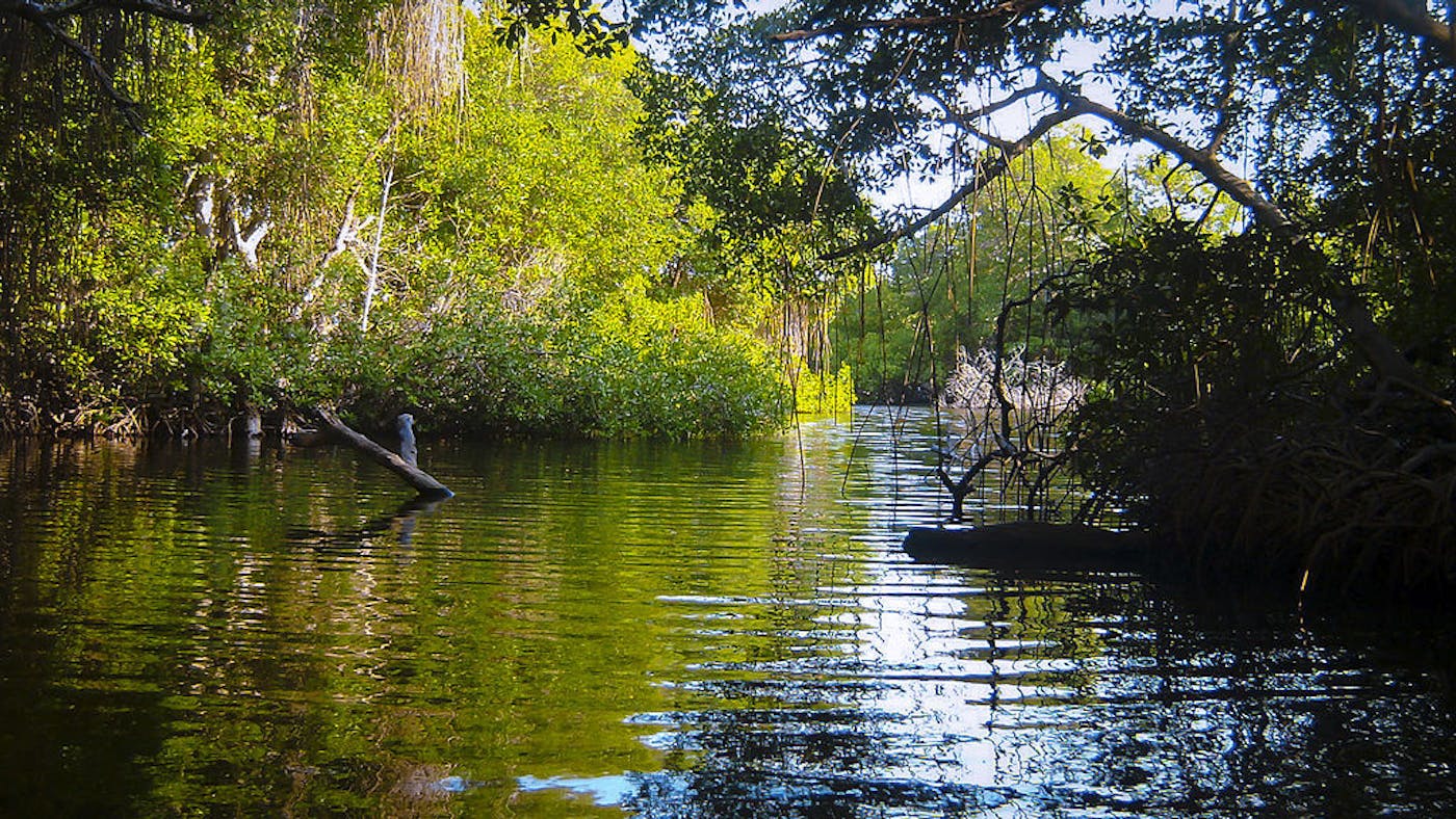 amazon river water plants