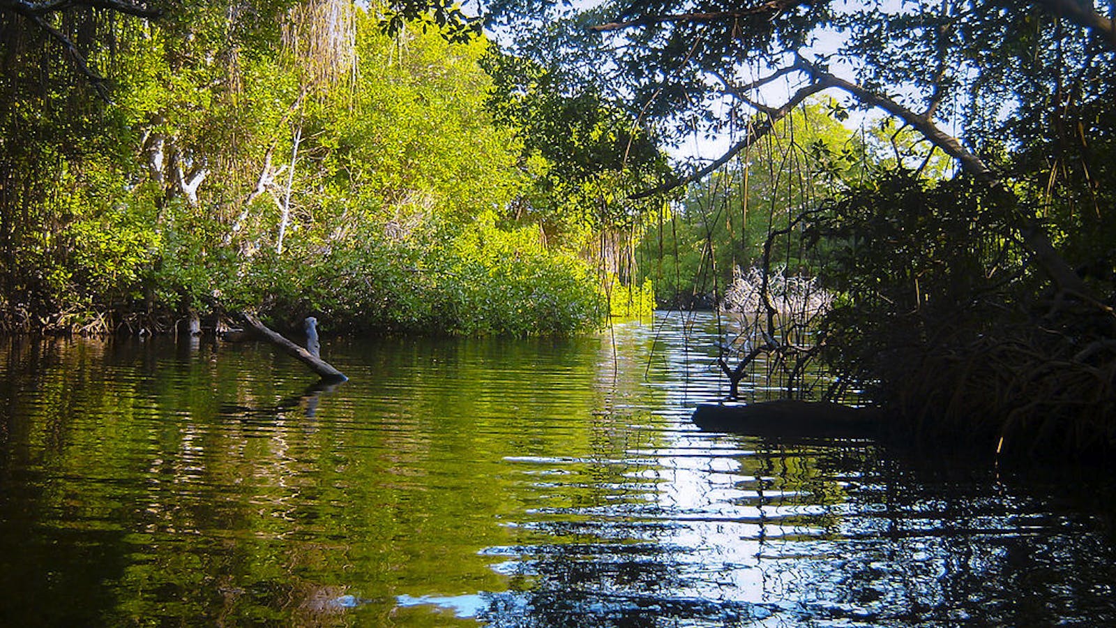 Amazon-Orinoco-Southern Caribbean Mangroves
