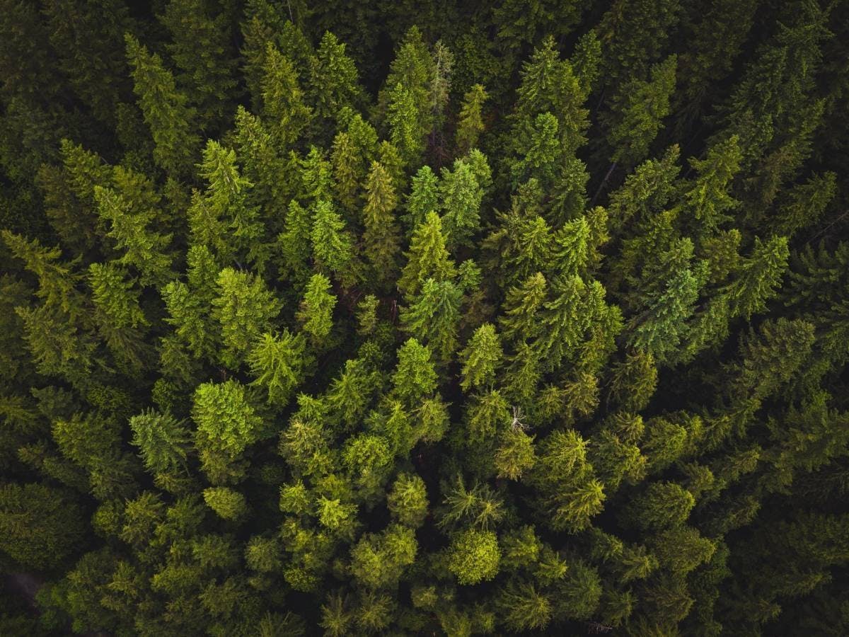 Forest Recovery
