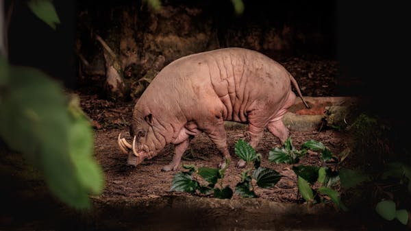 Meet the Buru babirusa: The mysterious deer-pig of Indonesia's rainforests
