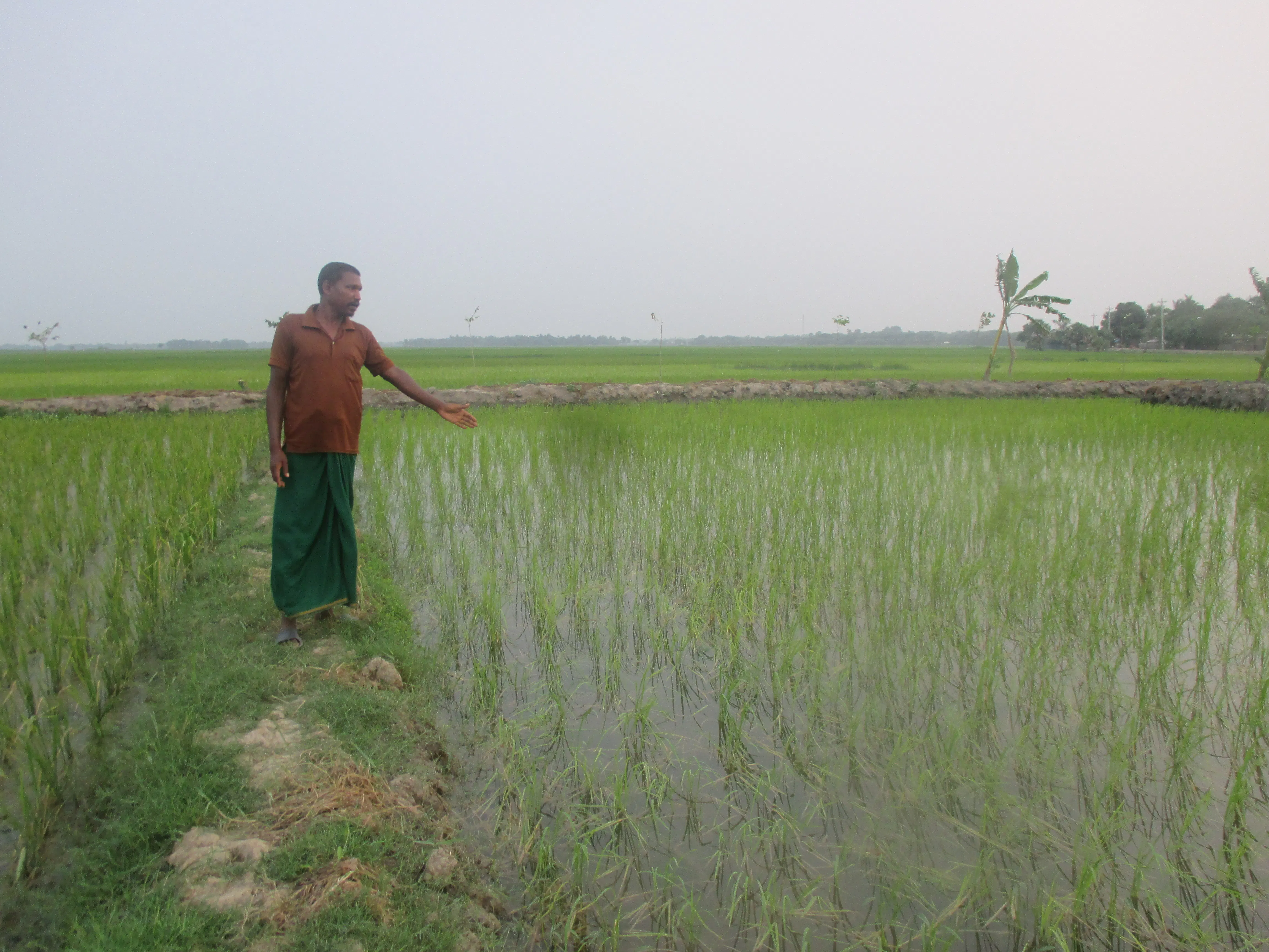 Farmer Sanatan Munda checks the waterline against rice stalks during the Boro season. His plot carries Rajashail, a salt-tolerant variety his family has cultivated for generations. Despite higher salinity levels following a dry monsoon, the variety still produces grain where non-tolerant varieties fail completely. Image Credit: Syed Navid Anjum Hasan.