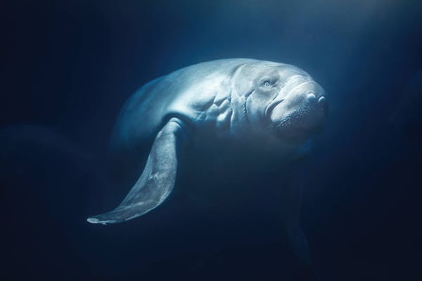 The ecological significance of the Amazonian manatee