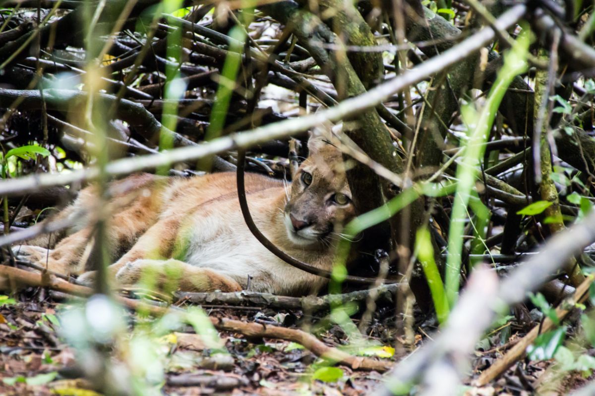 South American cougar in Iguaçu National Park. Image credit: Creative Commons: TontiTonti https://commons.wikimedia.org/wiki/User:TontiTonti