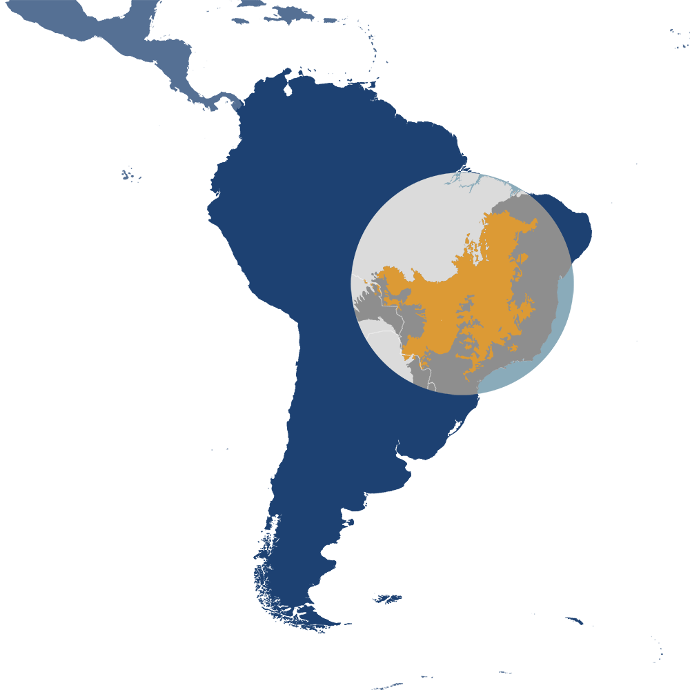 In the One Earth Bioregions Framework, the maned wolf is the iconic species of the Cerrado Savannas bioregion (NT13), located in the Brazil Cerrado & Atlantic Coast subrealm of Southern America.