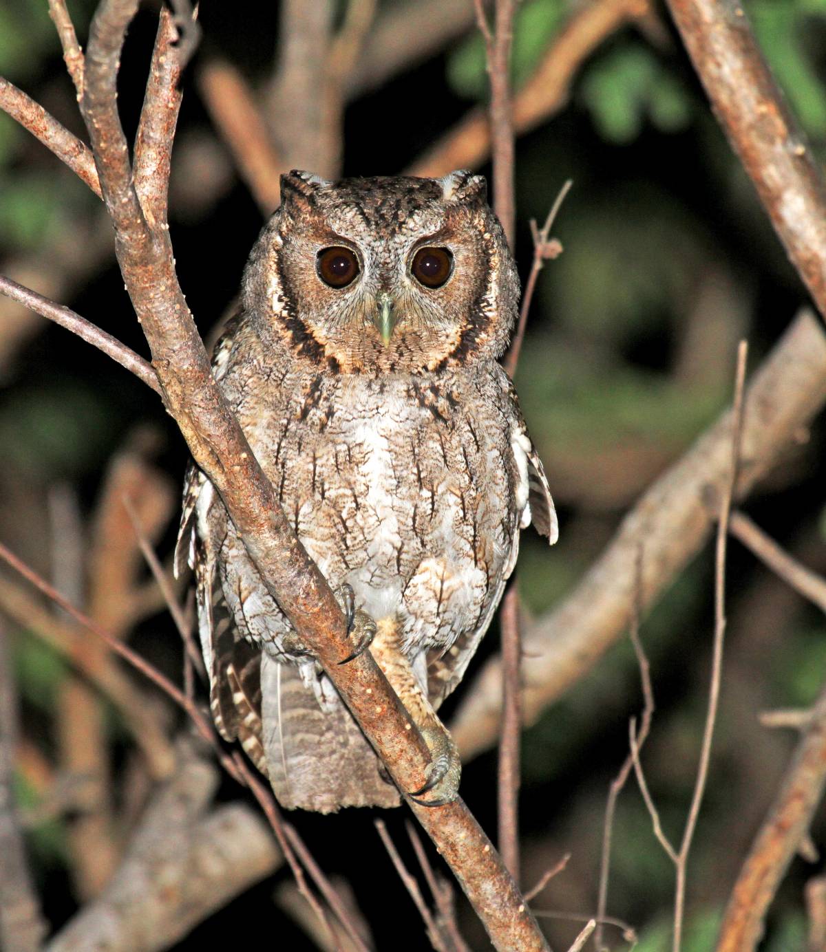 Balsas screech-owl (Megascops seductus). Image credit: © Agami Photo Agency | Dreamstime