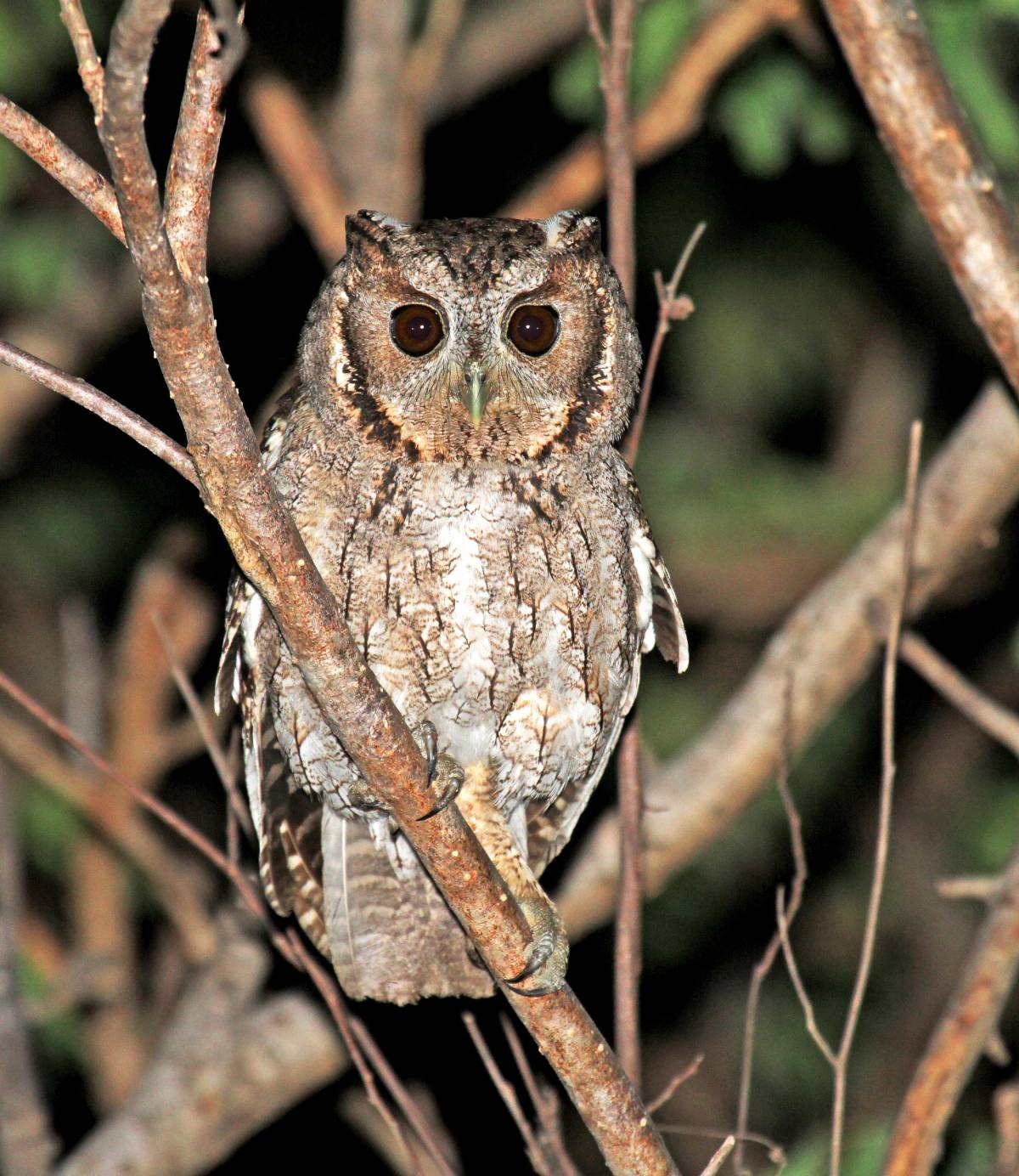 albino screech owl