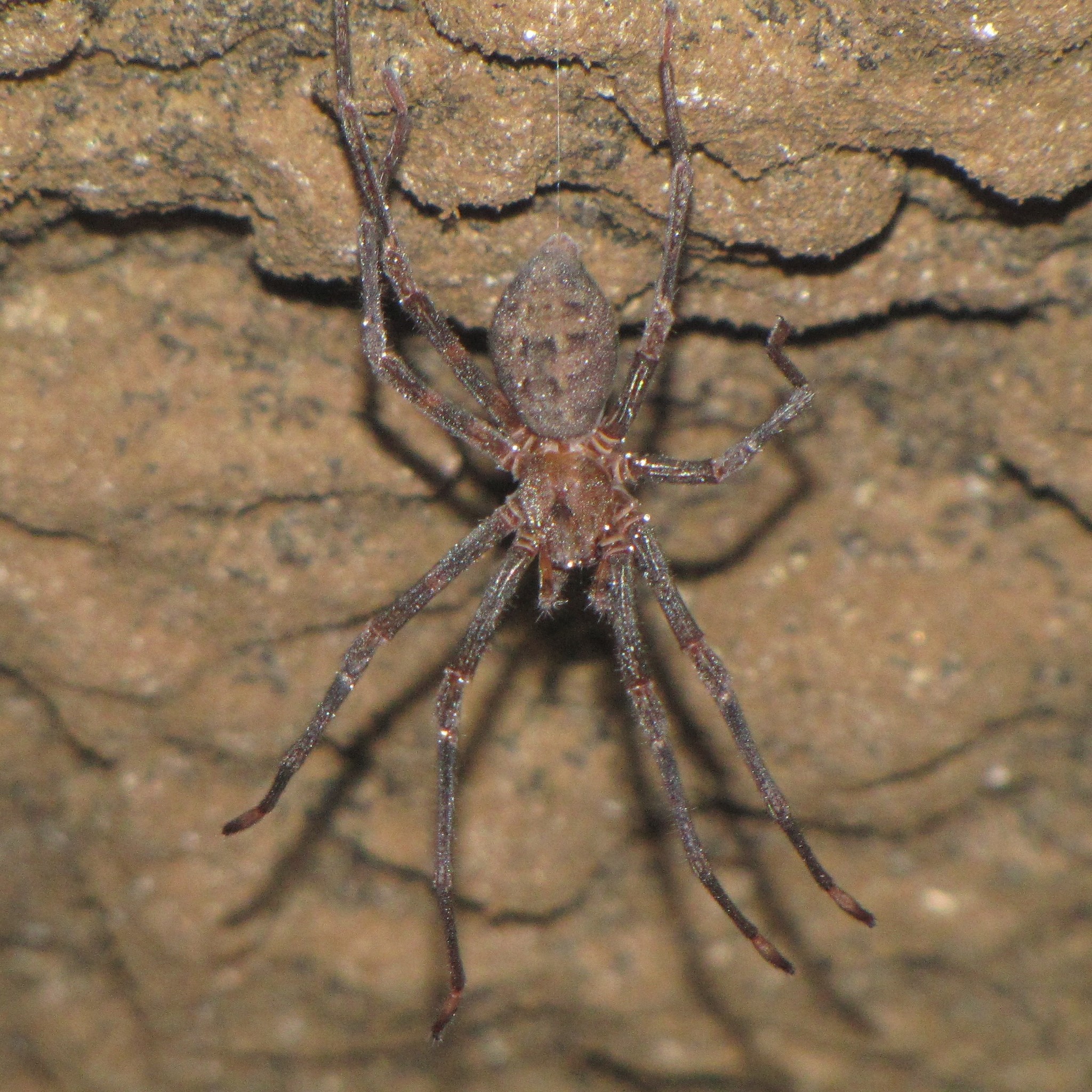 Nelson cave spider. Image credit: Courtesy of Hovmoller, iNaturalist