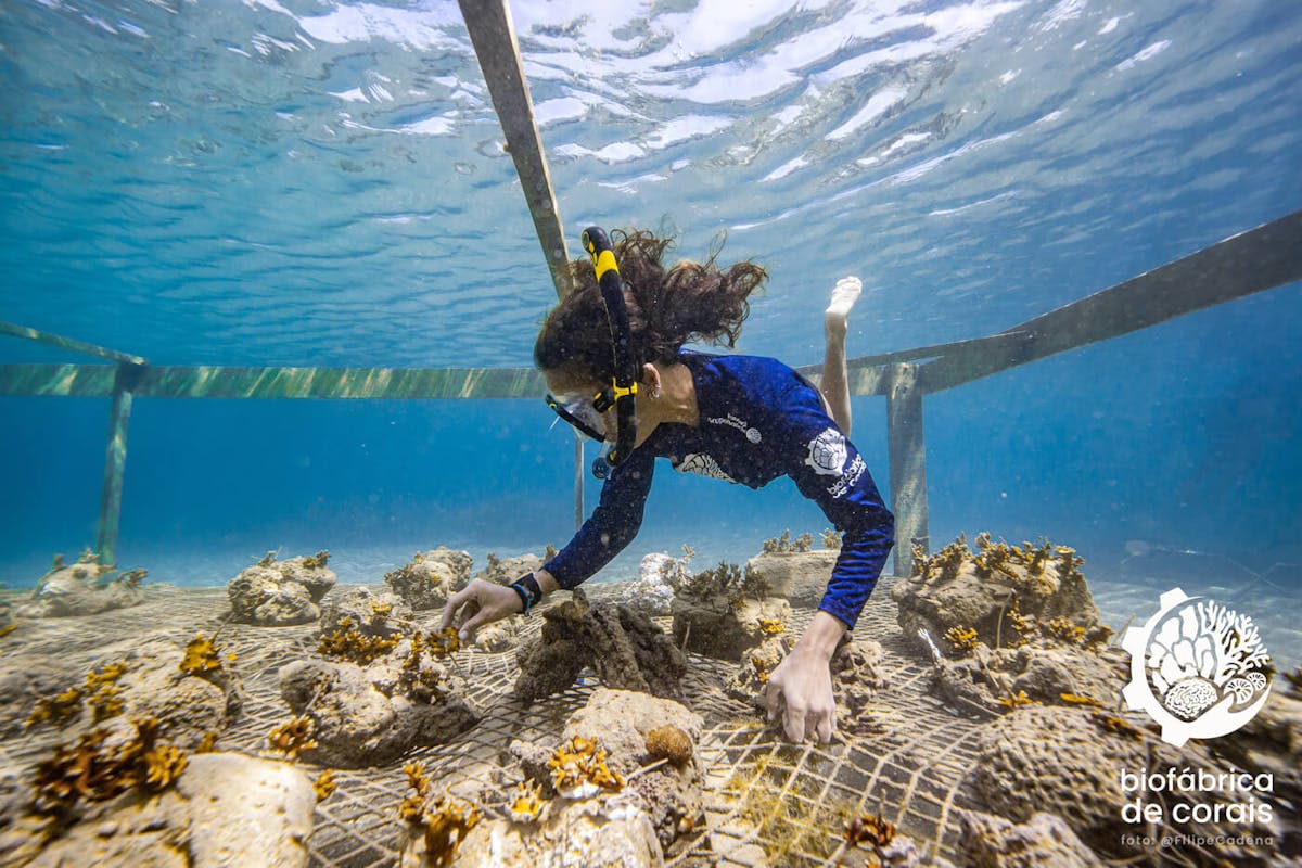 Coral “nurseries” take off in Brazil in effort to protect species at risk