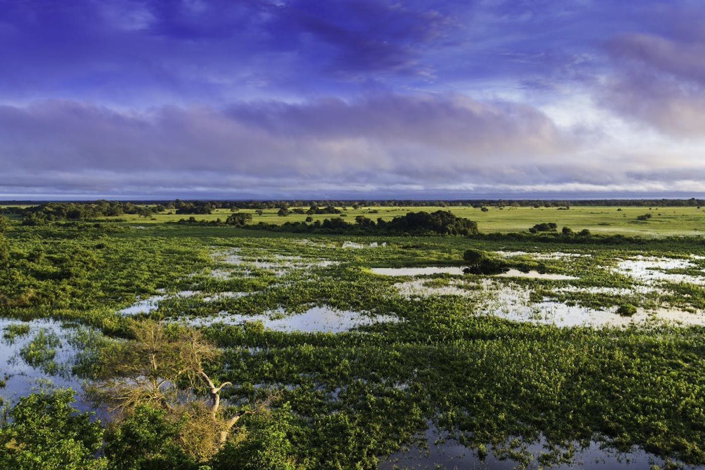 Pantanal Flooded Grasslands & Dry Forests (NT12)
