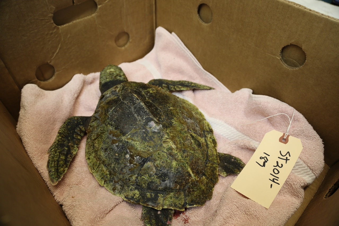 Debilitated sea turtle resting in a banana box prior to transport. Image Credit: InterChange Media Art Productions