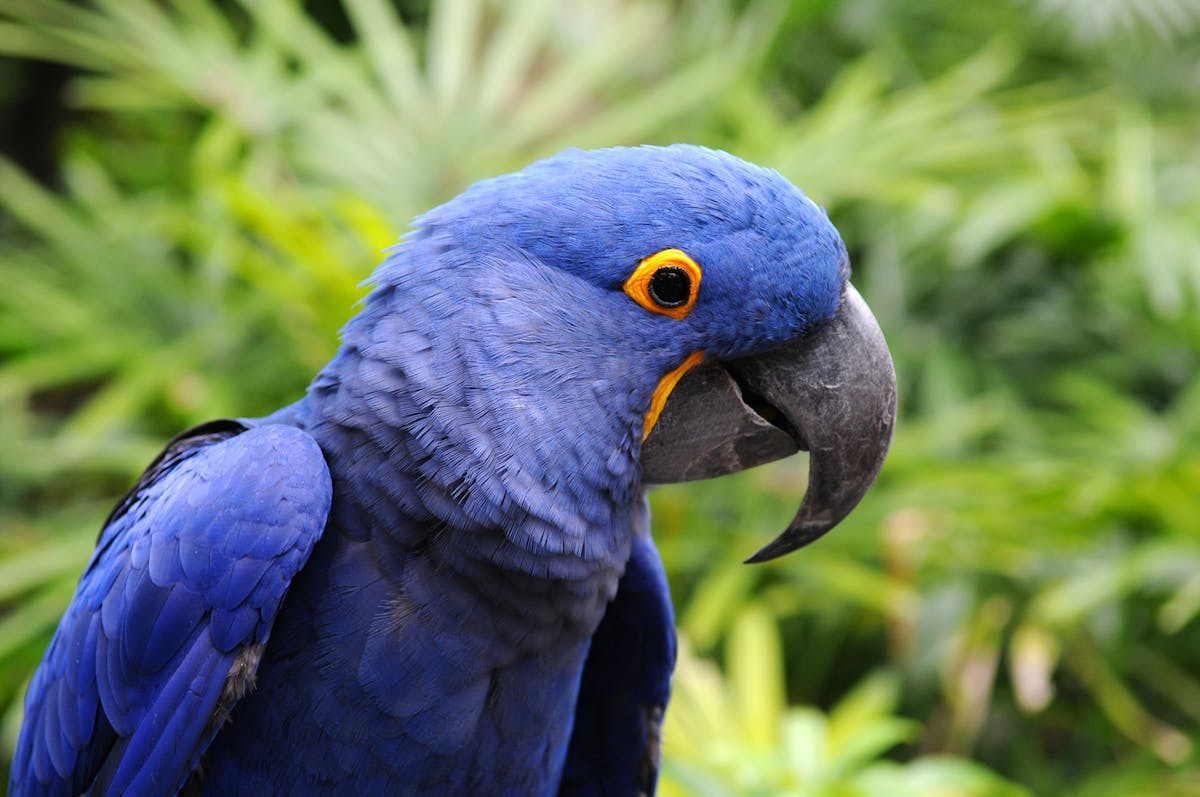 Hyacinth macaw: the largest parrot in the world