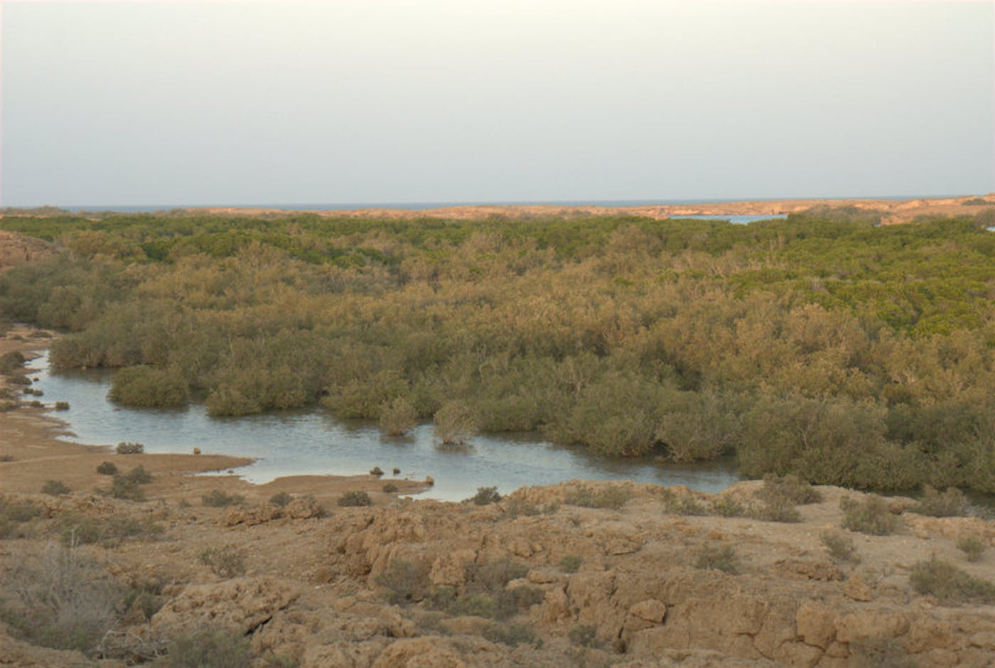 South Red Sea & Gulf of Aden Coastal Drylands (AT22)