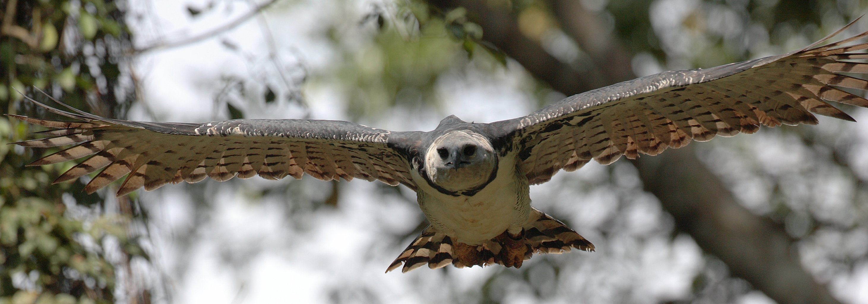 American Museum of Natural History on X: The Harpy Eagle inhabits forests  in Central & South America where it hunts monkeys, sloths—& sometimes even  small deer. It's considered one of the largest