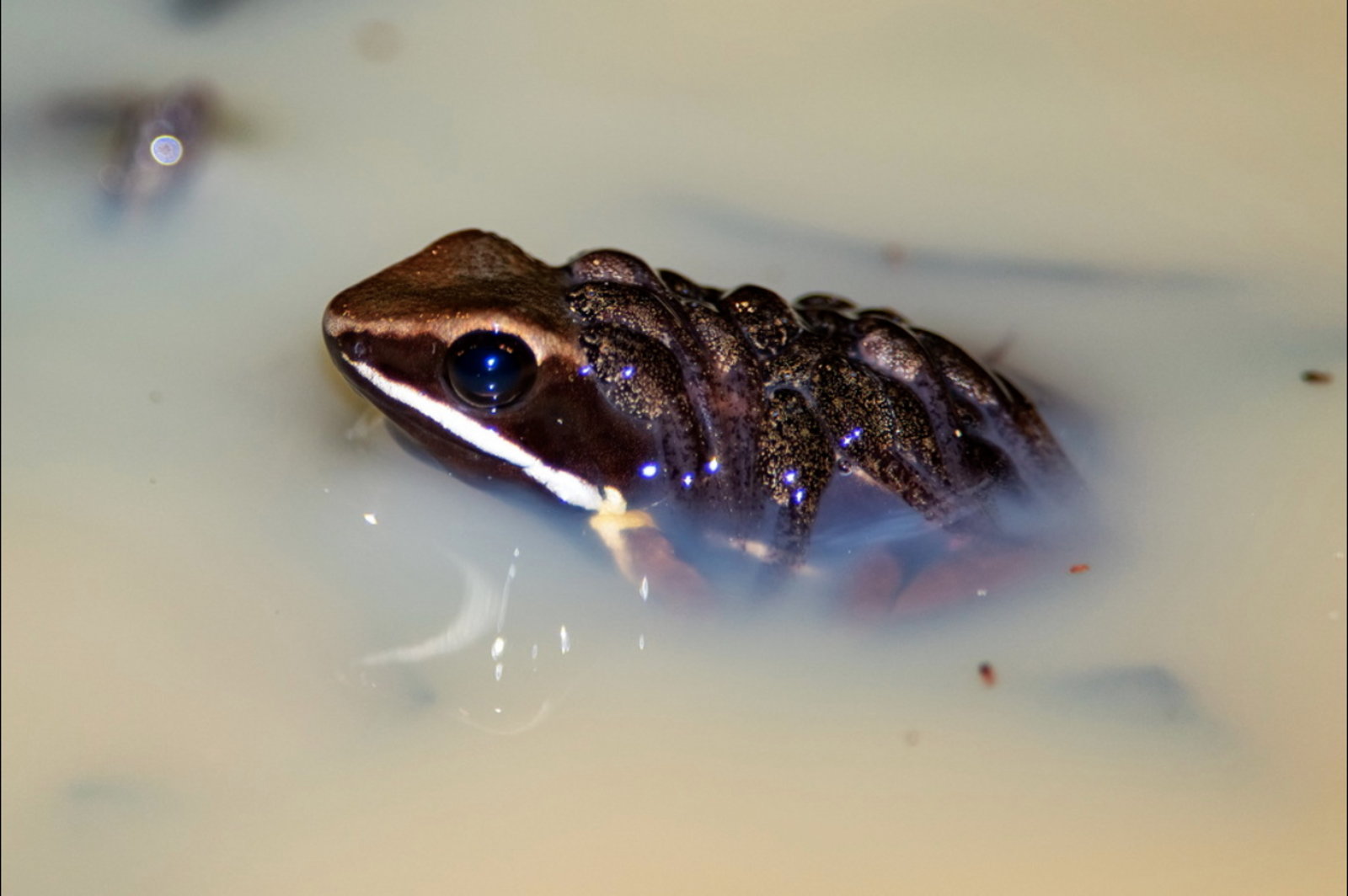 Brilliant-thighed poison frog (Allobates femoralis). Image Credit: Leonardo Merçon, iNaturalist UK.