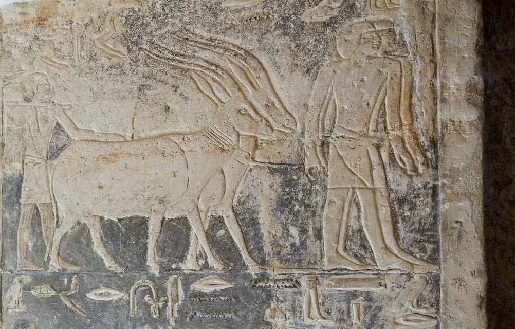 Addax depicted in the Mastaba of Nikauisesi at Saqqara, dating to Egypt's Fifth and Sixth Dynasties, evidence of the species' early partial domestication. Image Credit: Kairoinfo4u, Flickr. Addax depicted in the Mastaba of Nikauisesi at Saqqara, dating to Egypt's Fifth and Sixth Dynasties, evidence of the species' early partial domestication. Image Credit: Kairoinfo4u, Flickr.