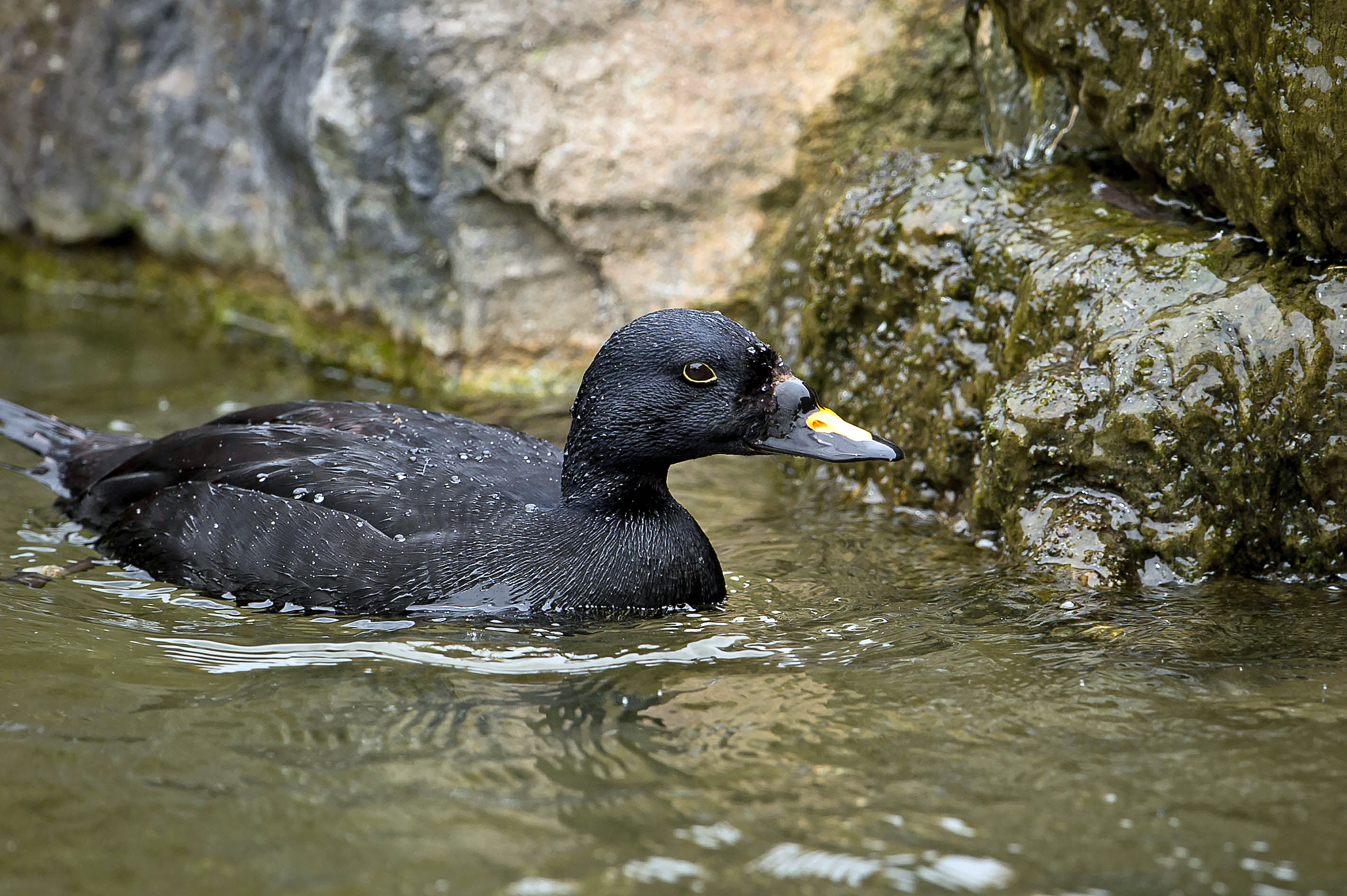 Eurasian common scoter (Melanitta nigra). Image credit: CC by 2.0, Jason Thompson